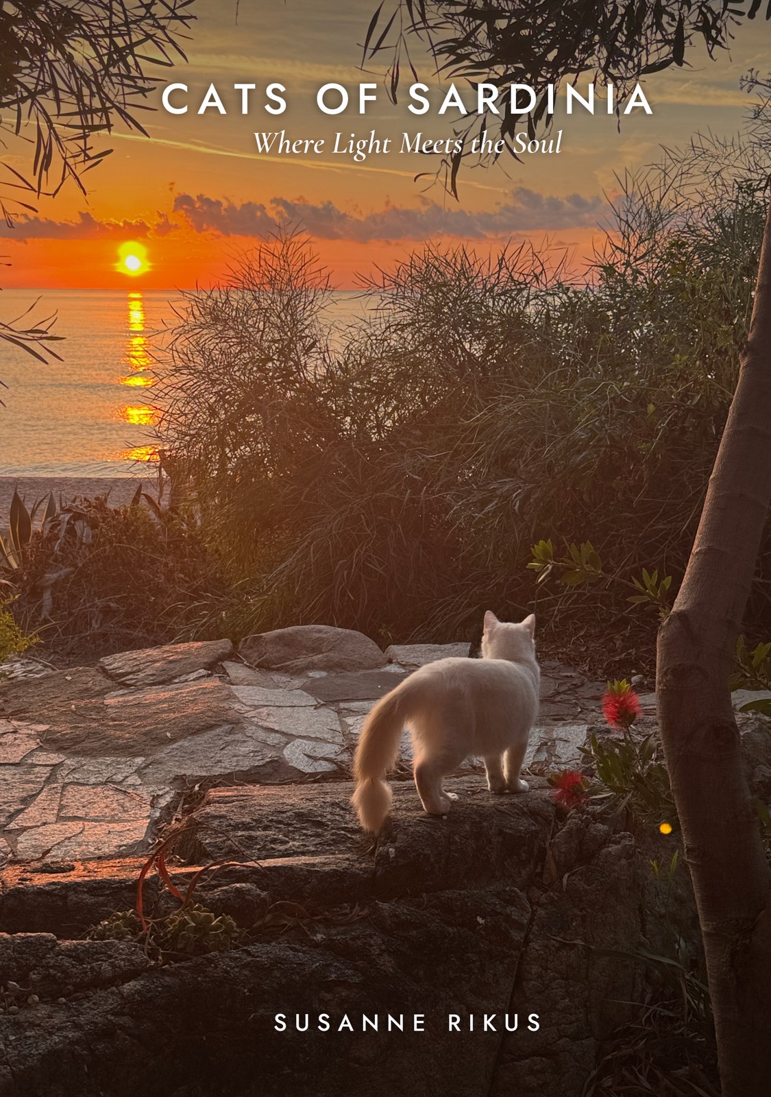 Buchcover Cats of Sardinia – Where Light Meets the Soul